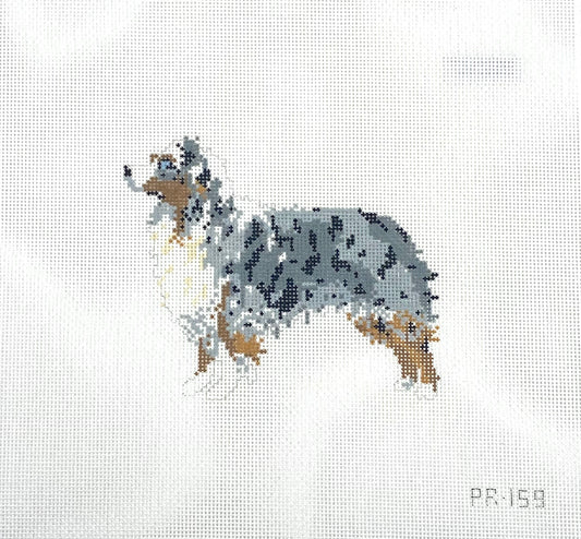 Australian Shepherd