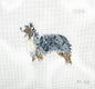 Australian Shepherd