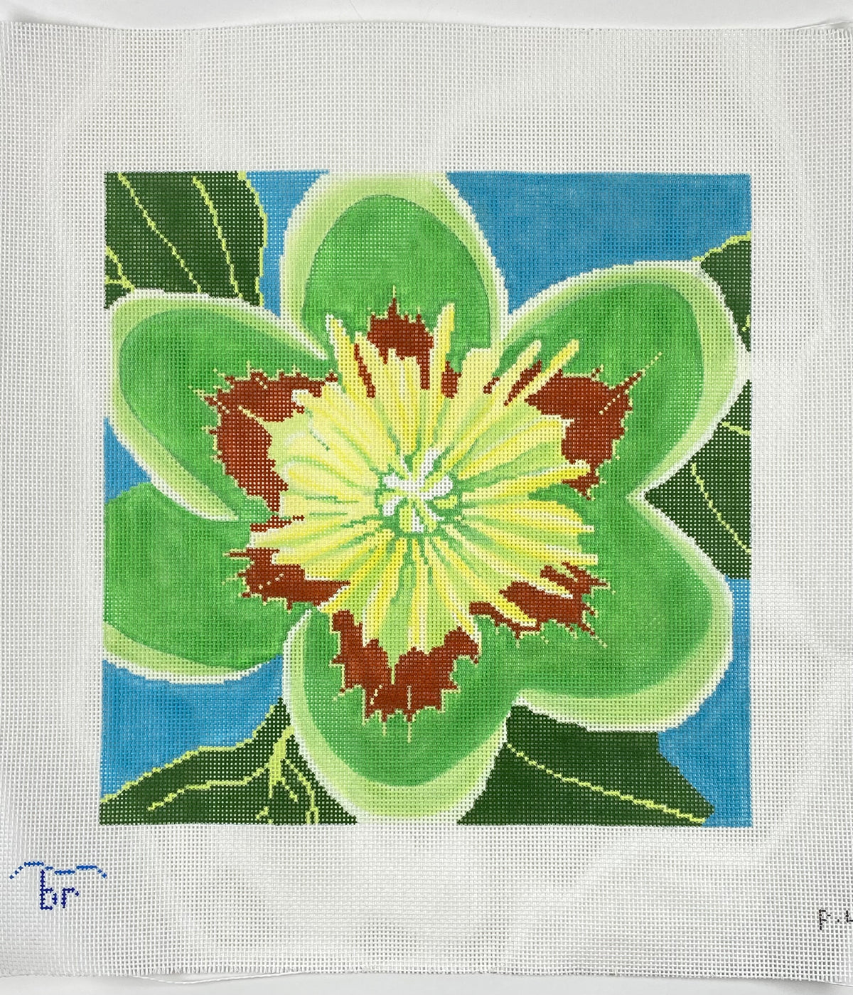 Tulip Poplar