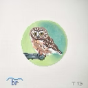 Saw Whet Owl