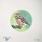 Saw Whet Owl