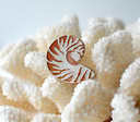 Nautilus Shell Needle Minder with Glitter