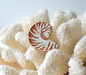 Nautilus Shell Needle Minder with Glitter