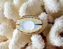 Scallop Pearl Needle Minder with Glitter Accents